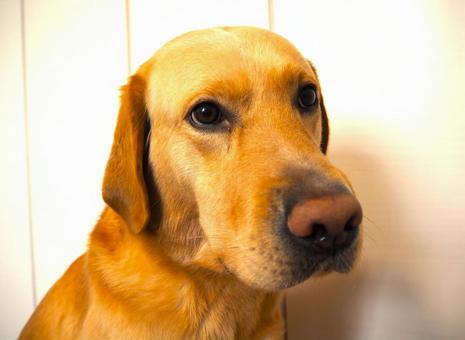 ラブラドールレトリーバーのお顔1 ラブラドールレトリーバーのお顔1 ラブラドールレトリバー,犬,ペットの写真素材
