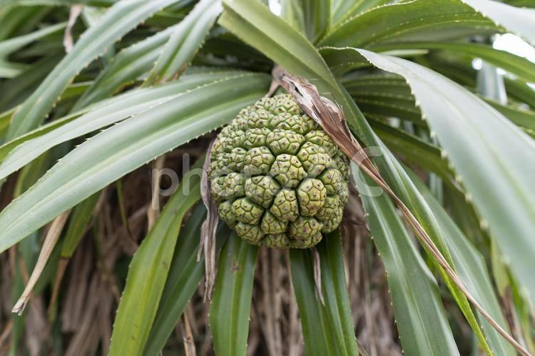 木の実 木の実,植物,実の写真素材