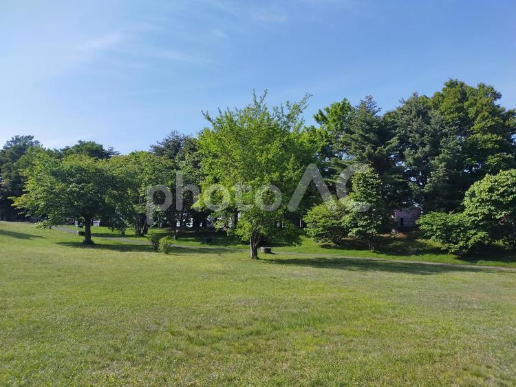 水色の空と芝と樹木の風景 樹木,木,木々の写真素材