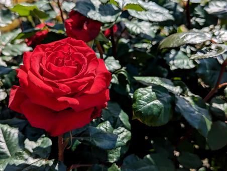 薔薇 薔薇 植物,薔薇,ローズの写真素材