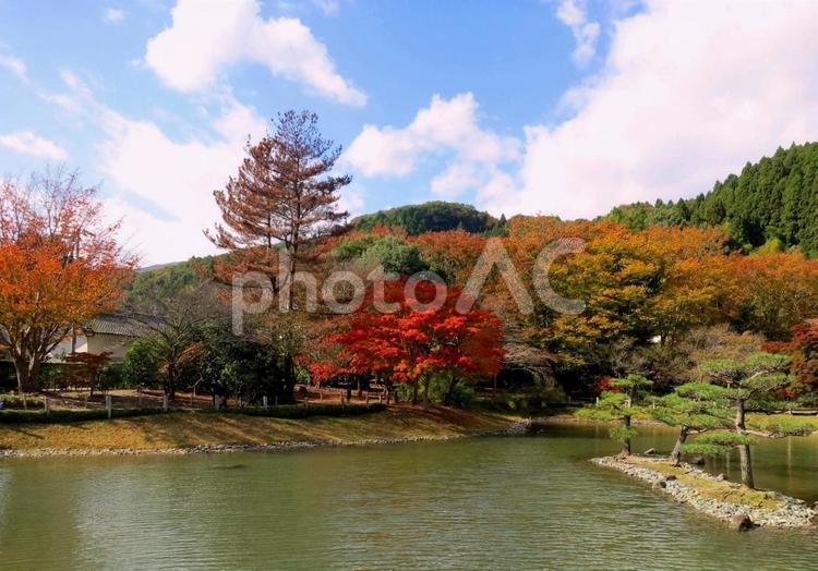 白水阿弥陀堂の紅葉の浄土式庭園 国宝白水阿弥陀堂,紅葉,イチョウの写真素材