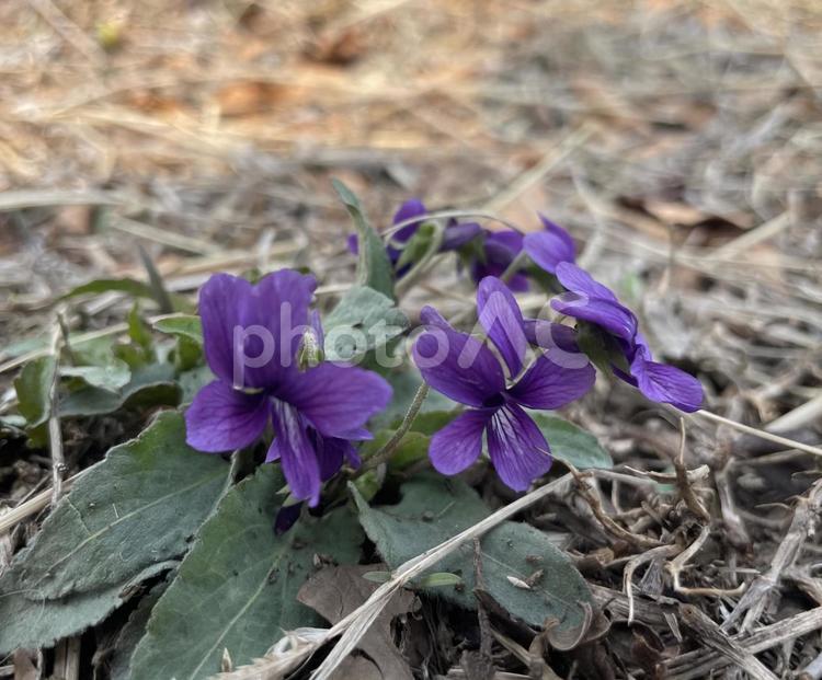 道端に咲くすみれの花 菫,スミレ,すみれの写真素材