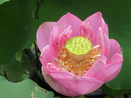 蓮の花(濃ピンク)の中に実 蓮の花(濃ピンク)の中に実 蓮,ハス,花托の写真素材