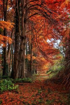 メセタの杜（福岡県築上郡築上町） メタセコイア,紅葉,秋の写真素材