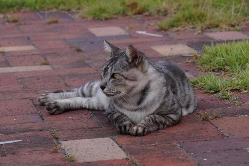 ねこ ねこ ねこ,野良,草の写真素材