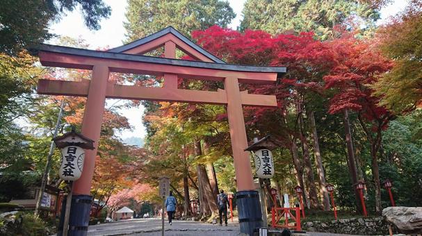 日吉大社の秋 坂本日吉大社,日吉大社,もみじの写真素材
