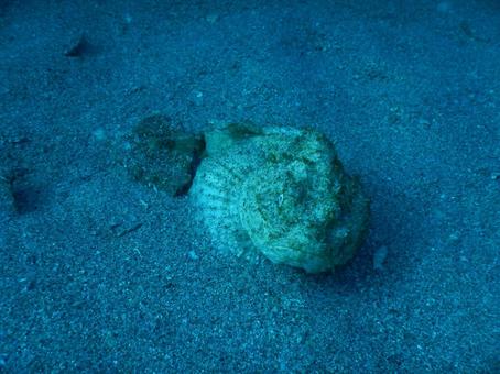 海中写真 海中写真 魚,ダイビング,スキューバダイビングの写真素材