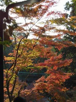 郊外の高台から望むいくつかの紅葉 紅葉,もみじ,かえでの写真素材
