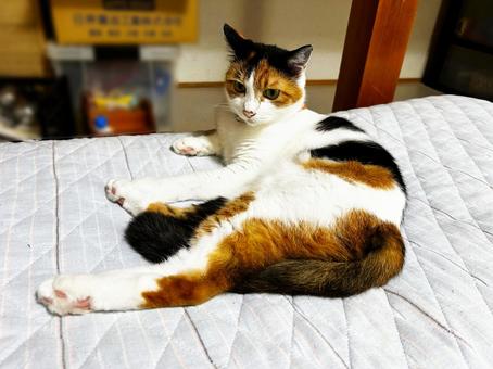 シッポを足で挟む三毛猫 シッポを足で挟む三毛猫の写真