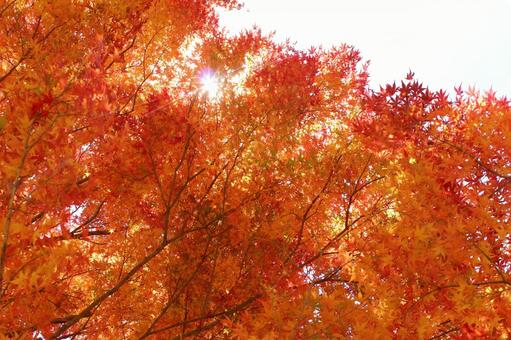 オレンジ色の紅葉と太陽 秋の風景 オレンジ色の紅葉と太陽 秋の風景の写真