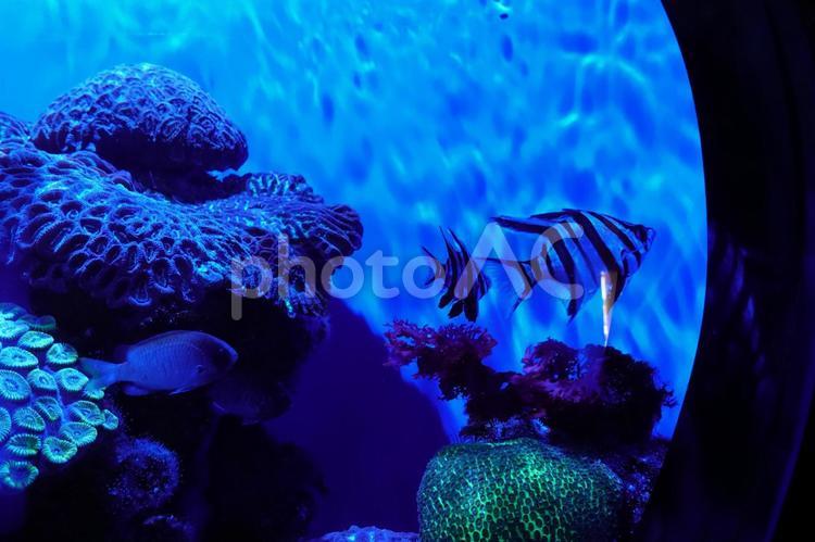 水族館イメージ アクアリウム,イメージ,ダイビングの写真素材