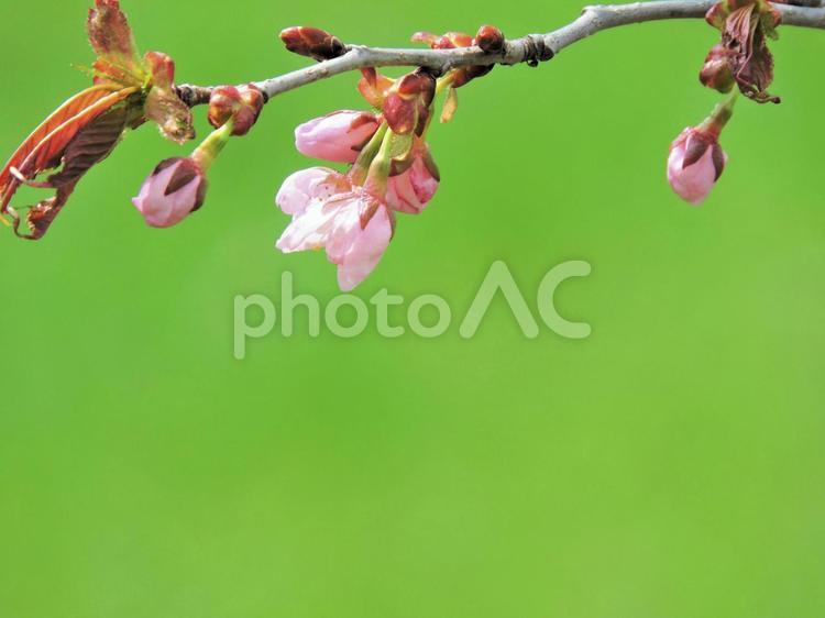 110　桜咲く 桜,グリーン色背景,北海道の写真素材