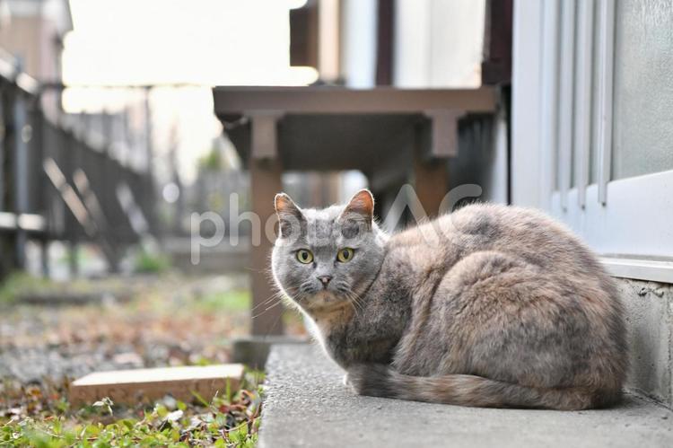 ねこのいる風景 猫,動物,風景の写真素材