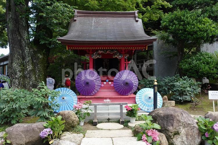 【茨城】雨引観音の風景 紫陽花,雨引観音,花の写真素材