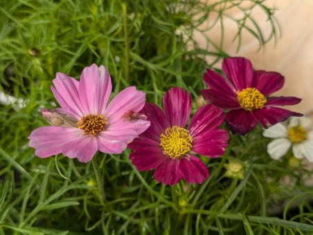 コスモスの花 コスモス,秋桜,花の写真素材