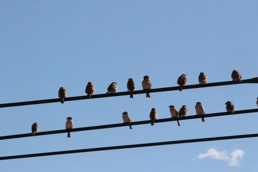 電線に止まるスズメの写真