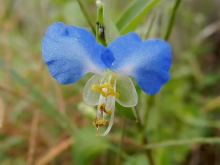 【花の写真】ツユクサ（露草） ツユクサ,露草,植物の写真素材