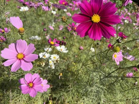 コスモス コスモス,花,秋の写真素材