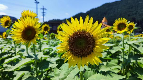 夏を抱きしめる花畑 夏を抱きしめる花畑の写真