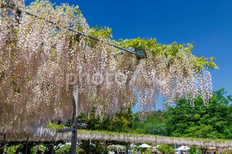 あしかがフラワーパークのうす紅の棚 藤,ふじのはな物語,大藤の写真素材