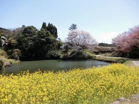 佐賀 武雄 ジラカンス桜 遠景1 佐賀 武雄 ジラカンス桜 遠景1 桜,山桜,菜の花の写真素材