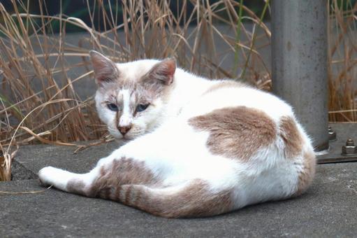 公園ネコ　沖縄県　那覇市の写真