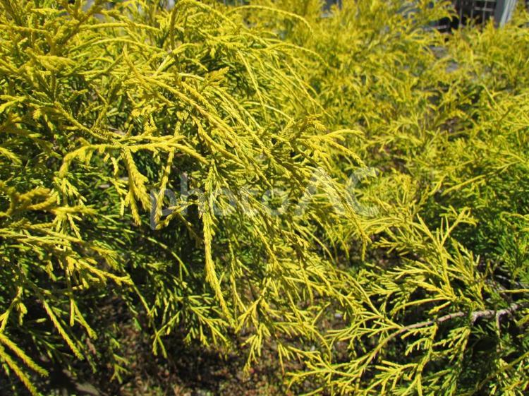 鮮やかな黄緑色の木 木,黄緑色,自然の写真素材