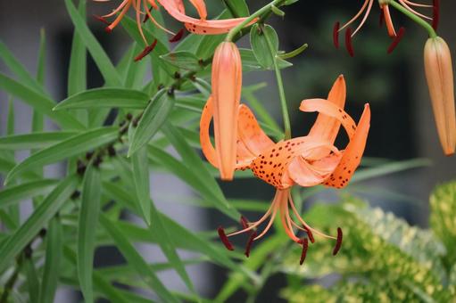 オレンジ色のオニユリの花のアップ オレンジ色のオニユリの花のアップの写真