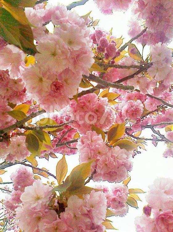 枝とピンクの八重桜3 桜,八重桜,葉の写真素材