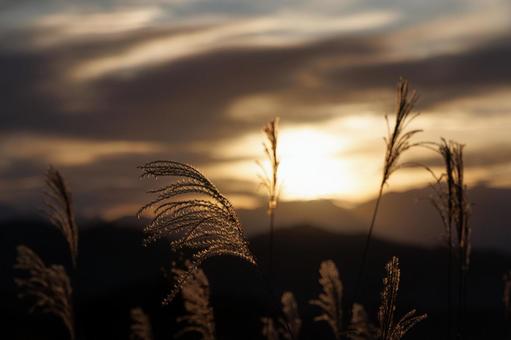 Silver grass shining in the morning glow, JPG