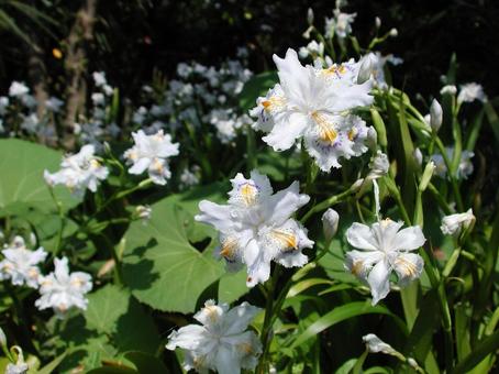 シャガ・射干　咲く風景 自然風景,鮮やか,草花の写真素材