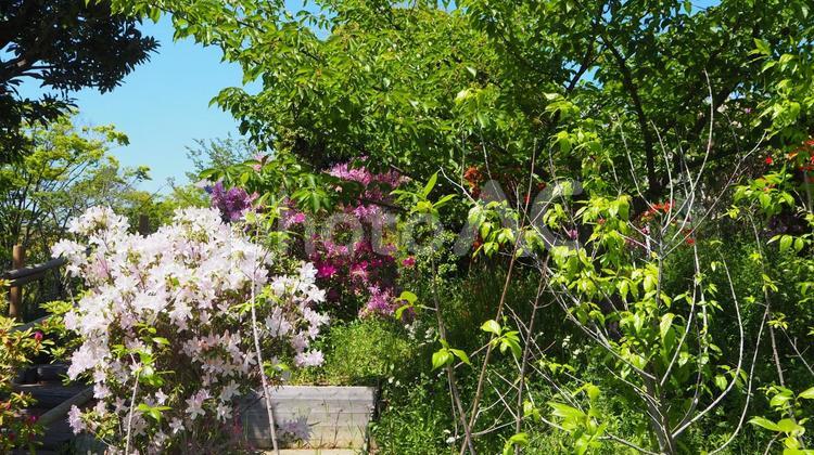 春のなぎさ公園・ツツジ＆新緑（江戸川区） 春,ツツジ,花の写真素材