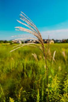 【島根】輝いてたすすき 島根,風景,shimaneの写真素材