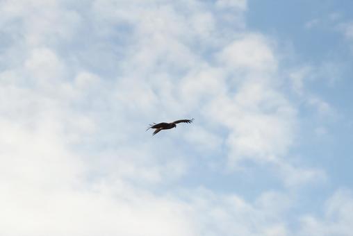 大空を優雅に舞うトビ 大空を優雅に舞うトビの写真