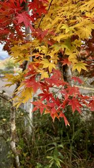 秋の訪れ縦 三保ダム,丹沢湖,紅葉の写真素材
