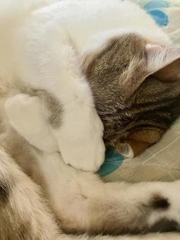 顔を隠して寝るネコ 顔を隠して寝るネコの写真