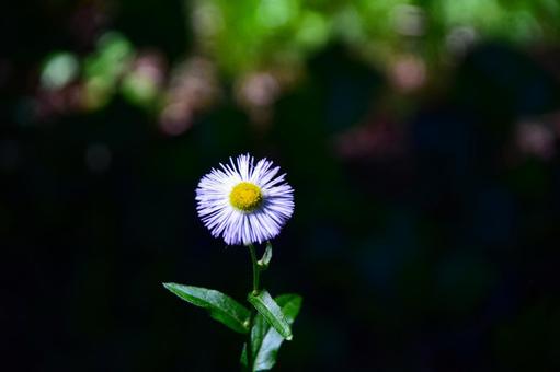 Photo, haldion, flower, tiny, 