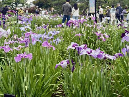 堀切菖蒲園 曇り空の下花菖蒲が咲き誇る 堀切菖蒲園 曇り空の下花菖蒲が咲き誇る 癒し,壁紙,花畑の写真素材