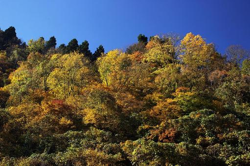 25年　新潟紅葉 綺麗,風景,景色の写真素材