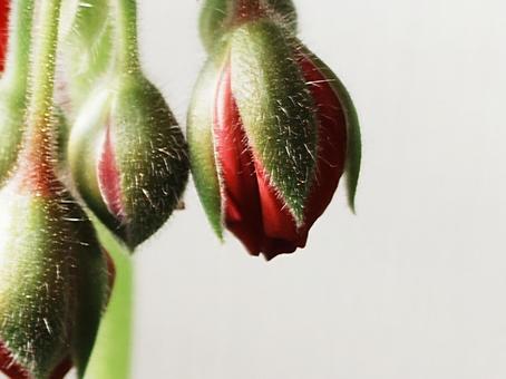 ゼラニウムのつぼみのクローズアップ ゼラニウム,赤,クローズアップの写真素材