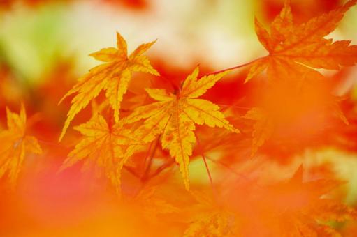 紅葉 紅葉の写真
