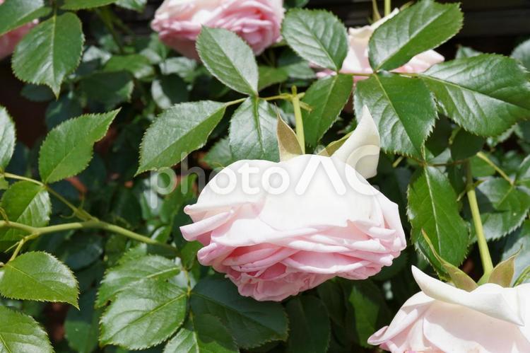 水切れした満開のつるバラ（接写）07 薔薇,バラ,花の写真素材