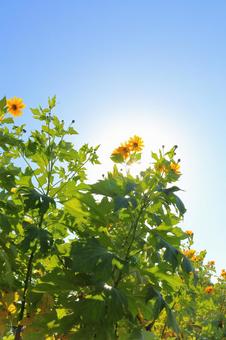 皇帝ひまわり　青空　太陽 皇帝ひまわり,ひまわり,太陽の写真素材