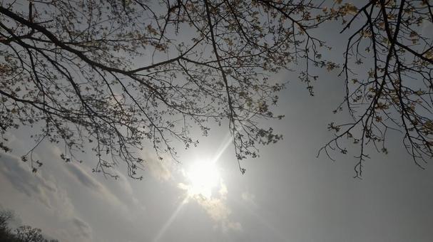 桜と太陽 桜と太陽の写真