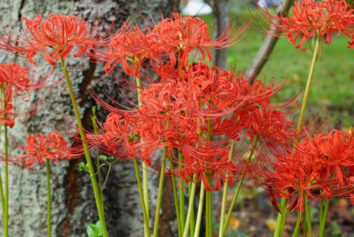 ヒガンバナ ヒガンバナ 彼岸花,植物,花の写真素材
