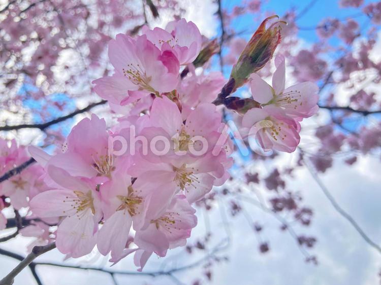青空と白い雲とエゾヤマザクラ 桜,エゾヤマザクラ,花の写真素材