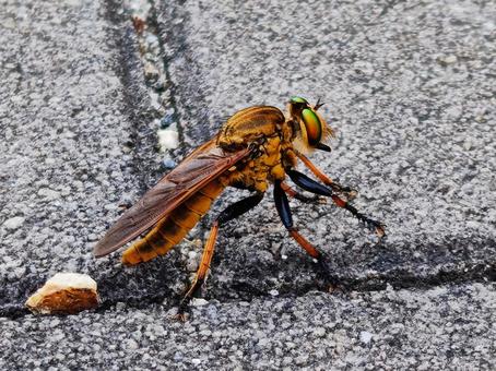 Photo, aoméab, robber fly, fly, 