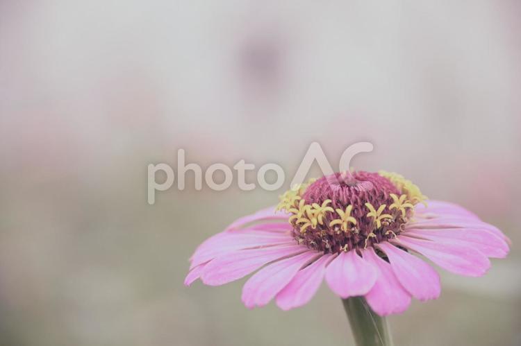 ピンクのジニア　ヒャクニチソウ 花,自然,何人もありませんの写真素材