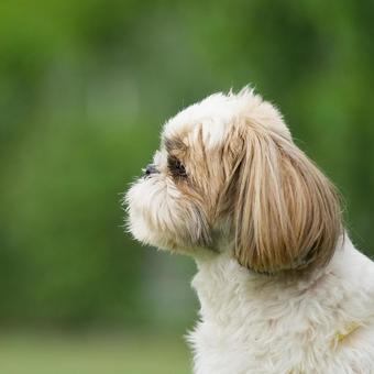 シーズーの横顔 シーズーの横顔 犬,シーズー,可愛い犬の写真素材