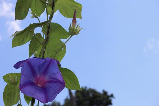 青空と青紫色の花びらの朝顔の花の咲く蔓 青空と青紫色の花びらの朝顔の花の咲く蔓 青空,青紫色,花びらの写真素材